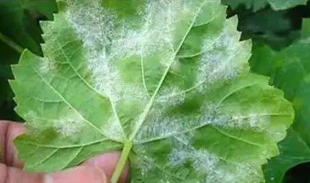 Facility Grape Powdery Mildew