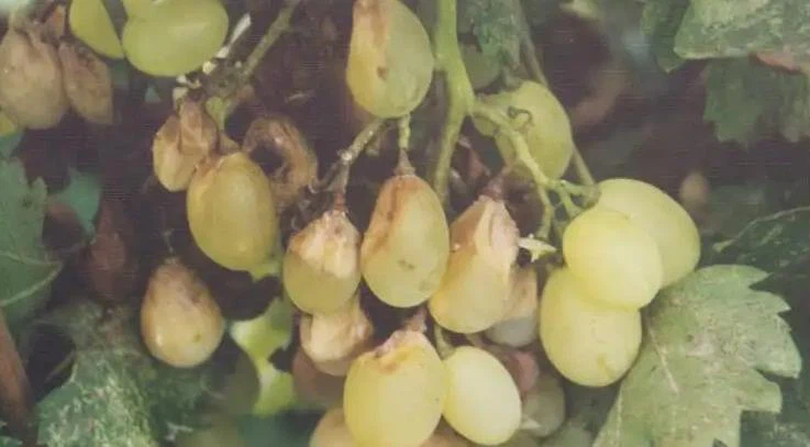 Facility grape white rot