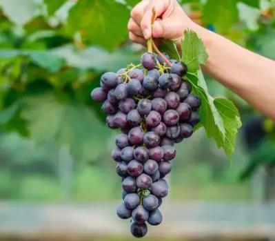 grapes grapes