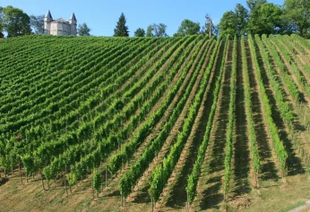 grape growing grape growing