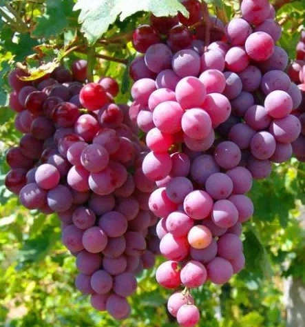 Grape Grape