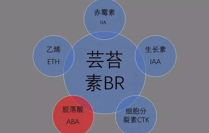 plant hormones
