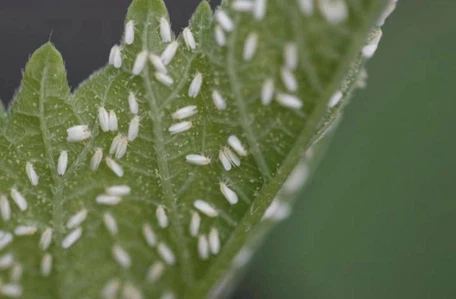 Whitefly Whitefly