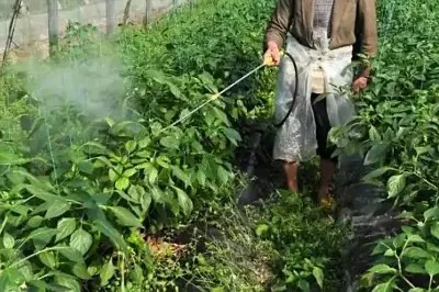 Imidacloprid Imidacloprid